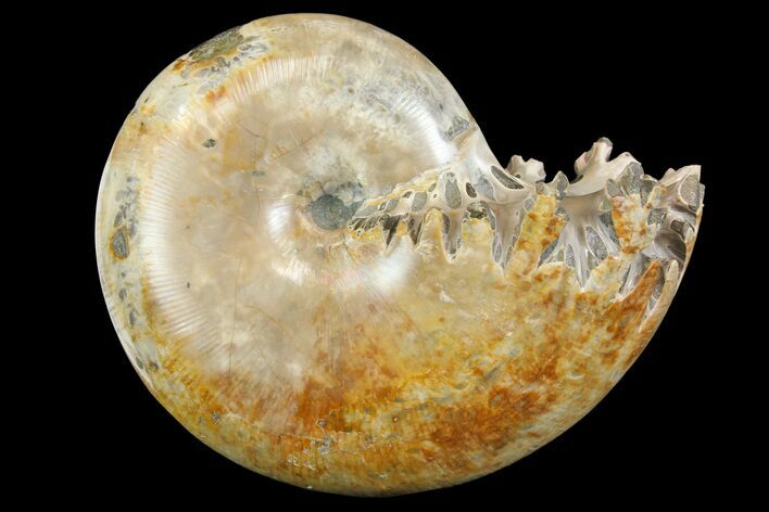 Polished, Agatized Ammonite (Phylloceras?) - Madagascar #149244
